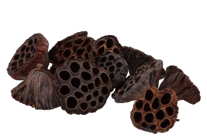 Nature Lotus Natural Ass P/150