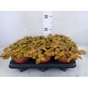 Fittonia  'Mosaic Skeleton'
