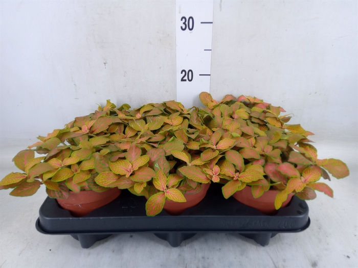 <h4>Fittonia  'Mosaic Skeleton'</h4>