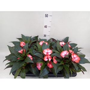 Impatiens NG 'Tamarinda Red Bicol'