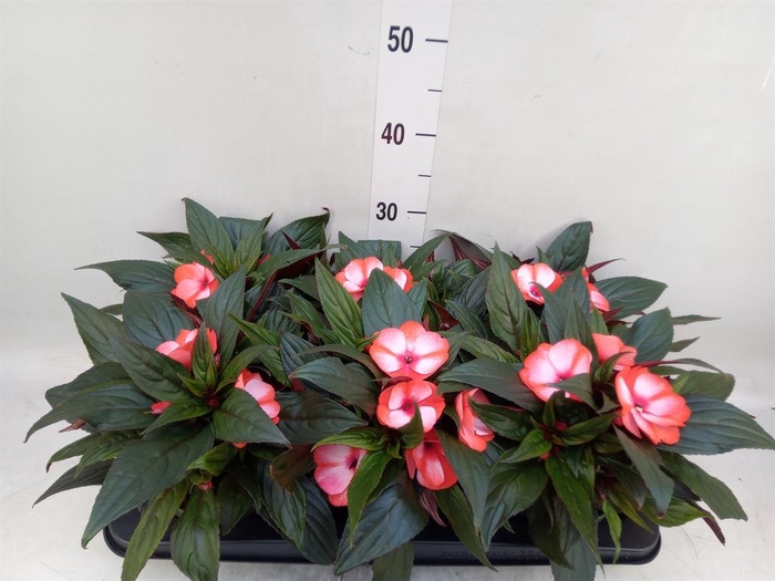 <h4>Impatiens NG 'Tamarinda Red Bicol'</h4>