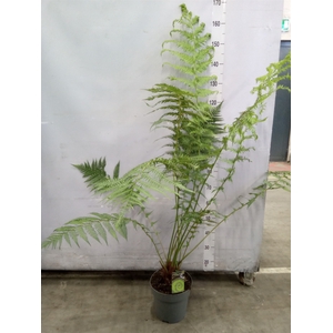 Dicksonia antarctica