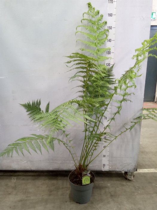 <h4>Dicksonia antarctica</h4>