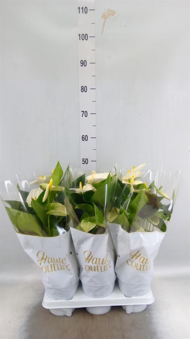 <h4>Anthurium andr. 'Cocos'</h4>