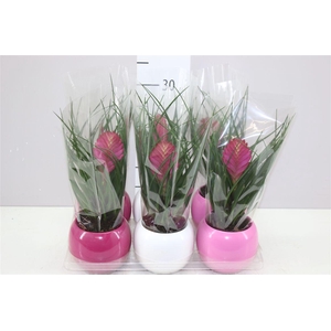 Tillandsia In Lisa Bolpot