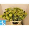 Viburnum Roseum 70cm 4 Bal