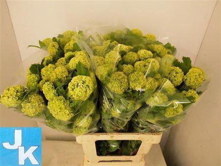 Viburnum Roseum 70cm 4 Bal
