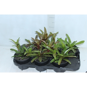 NEOREGELIA FIRE BALL P15