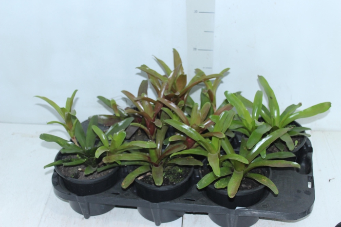 <h4>NEOREGELIA FIRE BALL P15</h4>