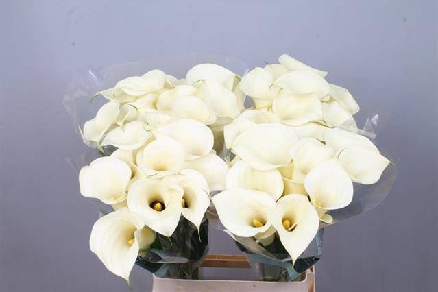 <h4>Calla Snowstar</h4>