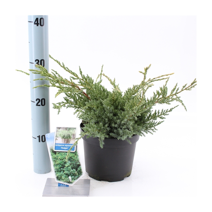 <h4>Juniperus squamata 'Holger'</h4>