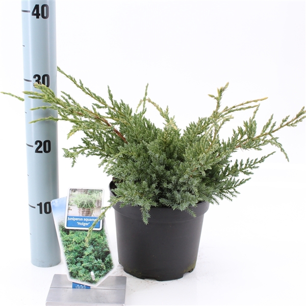 Juniperus squamata 'Holger'
