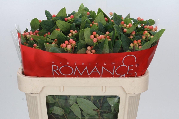 <h4>Hypericum Mellow Romance Spray</h4>