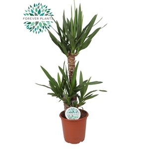 Yucca