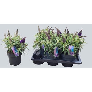 BUDD BFC LITT PURPLE
