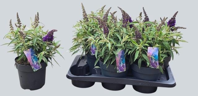 <h4>BUDD BFC LITT PURPLE</h4>