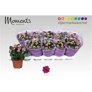 KALAN CALAN PURPLE P12