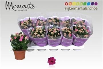 <h4>KALAN CALAN PURPLE P12</h4>