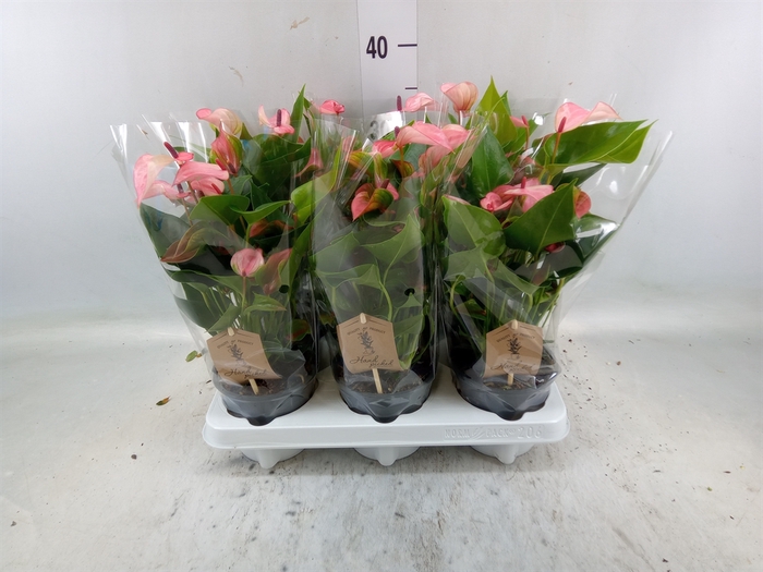 <h4>Anthurium  'Matata'</h4>