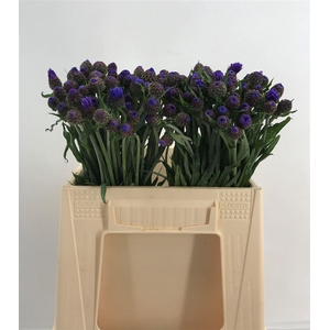 CENTAUREA BLUE
