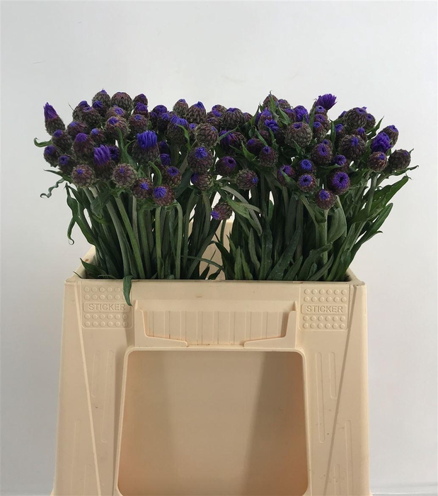 <h4>CENTAUREA BLUE</h4>