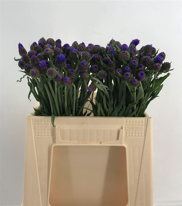 <h4>CENTAUREA BLUE</h4>