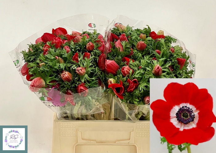 <h4>ANEM CO MIS + RED</h4>