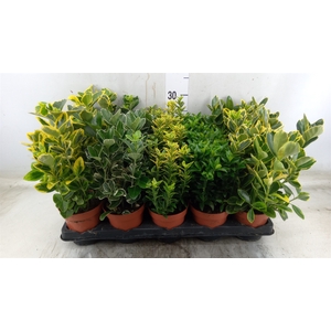 Euonymus japon.   ...mix