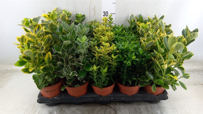 <h4>Euonymus japon.   ...mix</h4>