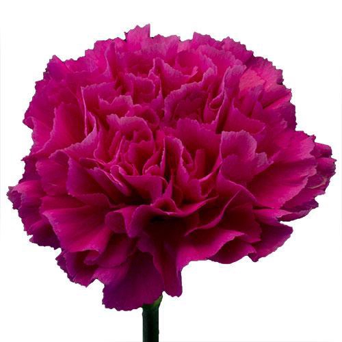 DIAN.ST. Fuchsia La Union