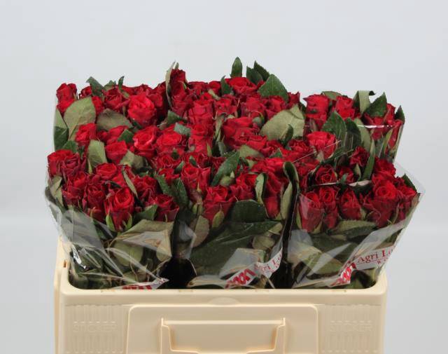 <h4>R GR RED TACAZZI+</h4>