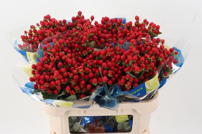 <h4>Hyp Big Red Single</h4>