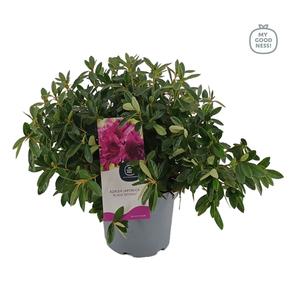 <h4>Azalea Japonica 35-45 /P19 'Blaue Donau'</h4>