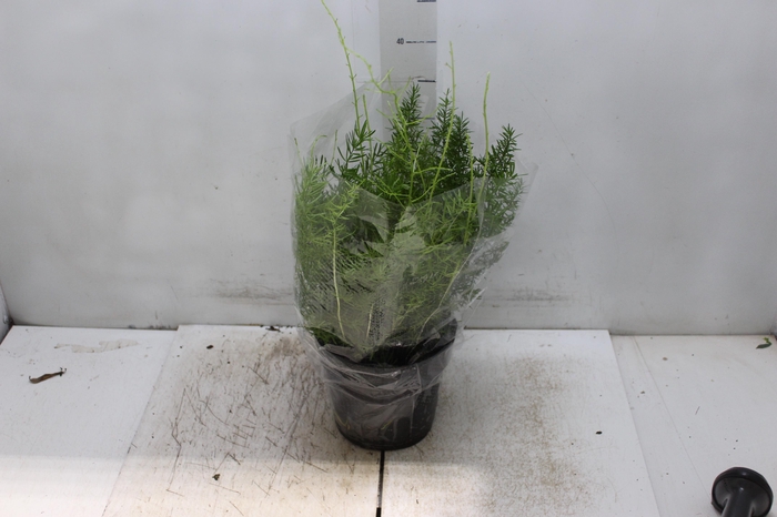 <h4>ASPARGO ALFINETE P17</h4>