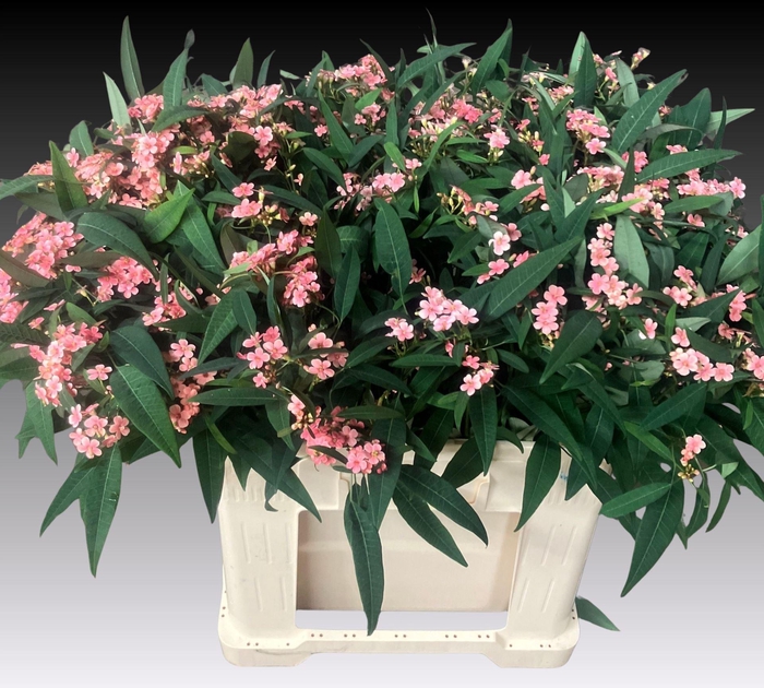 <h4>EUPH TR PINK BARON</h4>