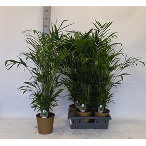 CHAMAED CATARACTARUM