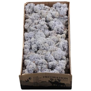 Ijslandmos (reindeer) Lavendel