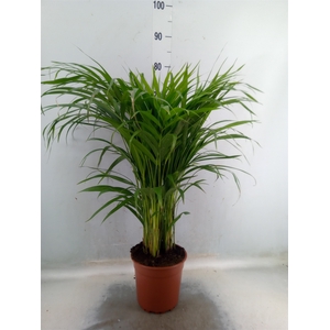 Dypsis lutescens   ...Chrysalidoca