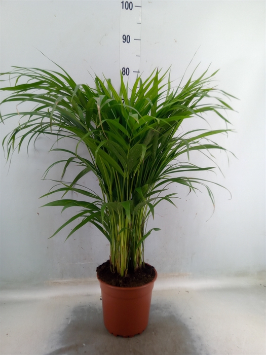 <h4>Dypsis lutescens   ...Chrysalidoca</h4>