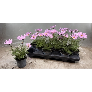 COSM BIP CASA PINK