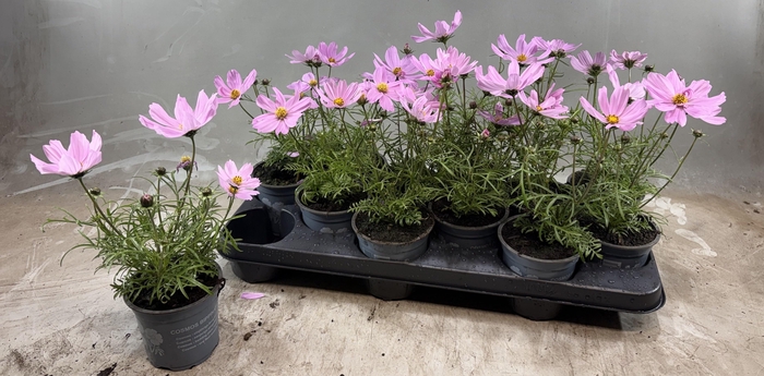 <h4>COSM BIP CASA PINK</h4>