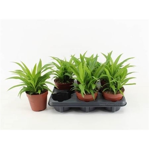Chlorophytum comosum 'Lemon'