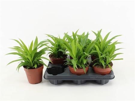 <h4>Chlorophytum comosum 'Lemon'</h4>