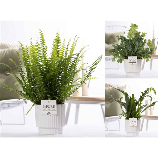 <h4>Varens gemengd in P&PURE Ivy ceramics shiny white</h4>