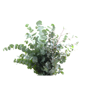 Cinerea Long Extreme 450 Gram
