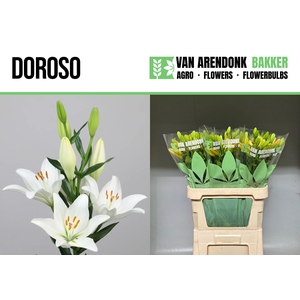LI LA DOROSO