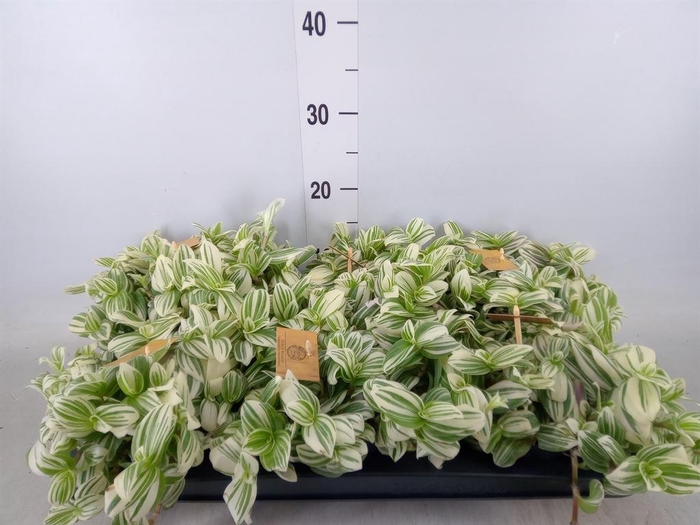 <h4>Tradescantia   ...</h4>