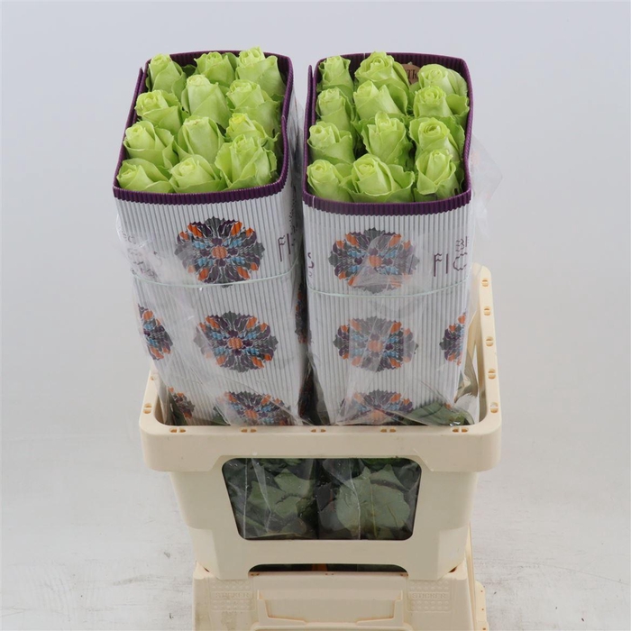 <h4>Rosa gr Romance</h4>