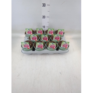 Fritillaria meleagris