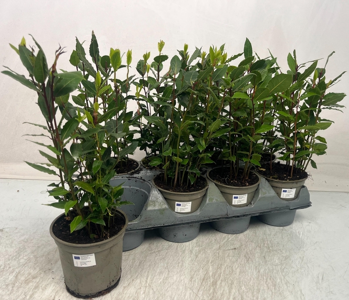 <h4>LAU NOBILIS</h4>